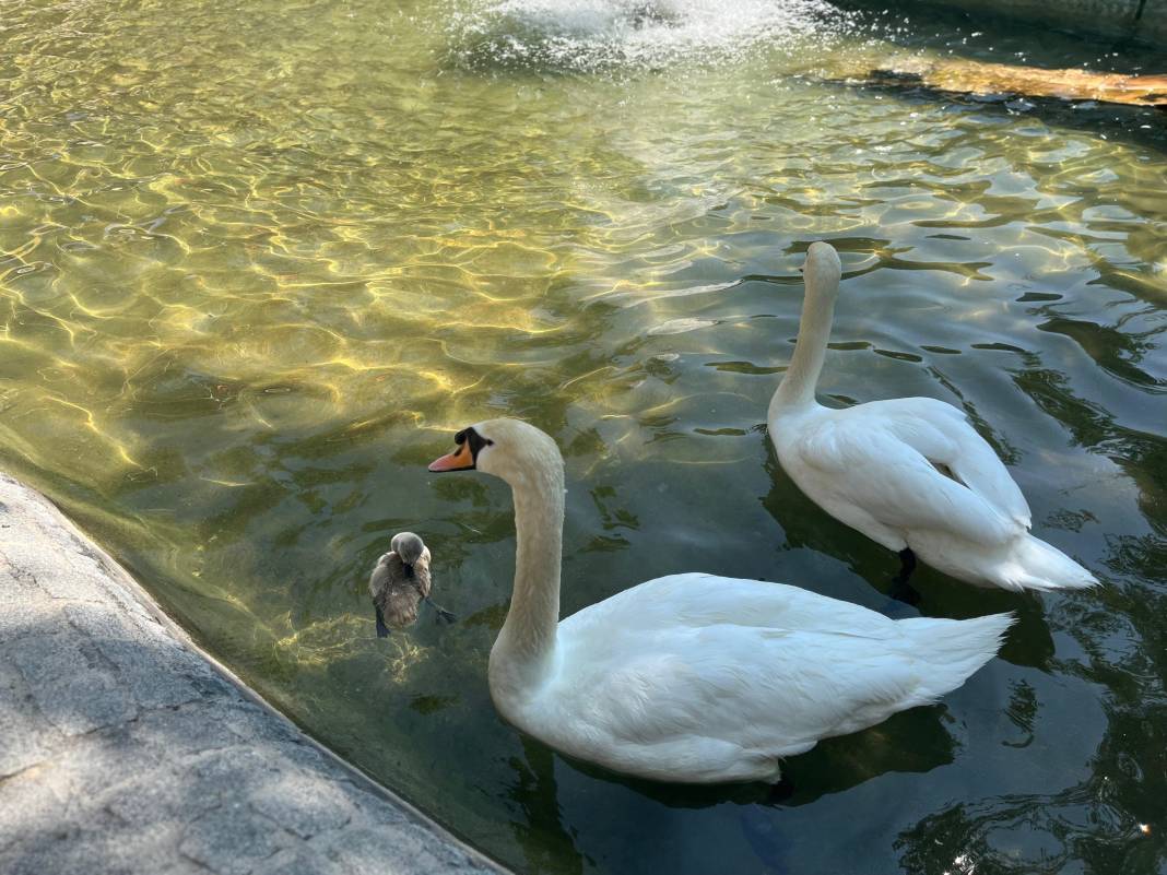 Kuğulu Park’ta 15 yıl sonra bir ilk gerçekleşti 7